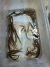 泥鰍苗鮮活喂養(yǎng)寵物釣魚(yú)龍魚(yú)活餌烏龜飼料泥鰍養(yǎng)殖淡水觀賞魚(yú)垂釣 1-3cm 50條送10%路損 曬單實(shí)拍圖