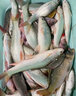 老鬼大土鯪添加劑小藥專(zhuān)攻兩廣泰鯪魚(yú)麥鯪魚(yú)野釣黑坑餌料窩料花生奶香 1 瓶裝【專(zhuān)攻大土鯪】 曬單實(shí)拍圖