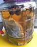 花色堂舒筋活血泡酒藥材96種泡酒料鹿茸正宗長(cháng)白山養生中老年藥酒配方材 8人參+88味共96種[泡30斤酒]壯陽(yáng) 曬單實(shí)拍圖