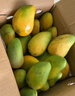 京喜加小臺農芒果新鮮小臺芒當季特產(chǎn)水果  輕微花皮半熟果發(fā)貨 小臺芒9斤單果100克以上 曬單實(shí)拍圖
