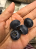 新鮮花香25藍(lán)莓當(dāng)季現(xiàn)摘現(xiàn)發(fā)脆甜可口大果 商超同款 4盒18+ 每盒125g 曬單實拍圖