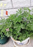 驅(qū)蚊草盆栽植物薄荷室內(nèi)綠植祛蚊種籽子庭院香葉天竺葵開(kāi)花防蚊蟲(chóng) 驅(qū)蚊驅(qū)蚊草1盆原土無(wú)盆送肥料 曬單實(shí)拍圖
