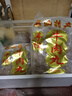 正宗潮汕牛肉丸手打純牛肉 牛筋丸燒烤麻辣燙關(guān)東煮火鍋丸子食材 精選牛筋丸5斤【送醬料包】 原產(chǎn)地發(fā)出 曬單實拍圖