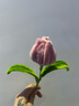 坤隨 50根2號膠包綠色花桿花束膠帶仿真花枝鐵絲扭扭棒DIY手工花制作 仿真花桿50根【30cm長(cháng)帶膠帶】 曬單實(shí)拍圖