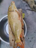 川品社反底釣浮水珠珠顆粒大浮力假餌江湖水庫釣草魚鯉魚玉米香味軟餌珠 1.6cm浮珠+反底釣組（全套配件） 曬單實拍圖