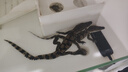 SQG魚缸變頻水泵魚池潛水泵小型底吸抽水泵水陸兩用循環(huán)泵水族箱水泵 【超低音13W】 流量可調(diào)節(jié) 20個檔位 帶水管 曬單實(shí)拍圖
