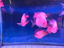 森森魚缸潛水燈變色LED水草冒泡燈水族箱七彩造景燈龍魚防水燈管 98CM雙排超亮紅色 20W 曬單實拍圖