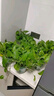 雙盟綠蘿盆栽除甲醛花卉綠植辦公室新房?jī)艋諝?120款10盆源頭直發(fā) 曬單實(shí)拍圖