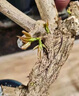 植物復(fù)活液枯樹黃葉成活液爛根爛苗強(qiáng)力生根劑植物花卉通用營養(yǎng)液 五瓶【發(fā)芽抽枝】落葉爛根 曬單實(shí)拍圖