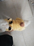 憨憨寵狗狗衣服貓衣服寵物衣服四腳變身裝小狗衣服中小型犬泰迪衣服冬季 變身裝居家服-蜜蜂熊 S號建議體重3-6斤 曬單實(shí)拍圖