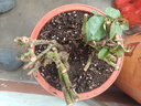 申堰【2顆】碎冰藍玫瑰玫瑰老樁花卉綠植盆栽陽(yáng)臺花卉玫瑰花盆栽室內 紫霞/共【2顆】 曬單實(shí)拍圖