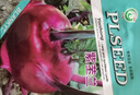 華煜水果苤藍種子紫苤蘭球莖苤菜天津青苤藍大頭菜薄皮生吃脆嫩芥蘭頭 紫苤藍種子【百分百新種】 【今日福利】1包約1088粒 曬單實(shí)拍圖