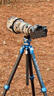 適馬 500mm F5.6 DG DN OS 全畫(huà)幅無(wú)反超遠(yuǎn)攝變焦鏡頭打鳥(niǎo)拍荷花 索尼FE卡口 曬單實(shí)拍圖