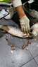 甄樽全自動(dòng)殺魚(yú)機商用不銹鋼電動(dòng)開(kāi)魚(yú)背開(kāi)魚(yú)肚去鱗機殺清江魚(yú)黑魚(yú)鱸魚(yú)花鰱羅非魚(yú)烤魚(yú)店用 工程款定金【尾款發(fā)貨時(shí)付】 曬單實(shí)拍圖