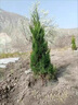 塔柏樹(shù)苗柏苗松柏樹(shù)苗掃墓墓地松樹(shù)苗柏樹(shù)苗四季長(cháng)青樹(shù)苗 塔柏1.5-1.7米左右 曬單實(shí)拍圖