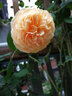 春花妙意藤本月季苗 爬藤 月季花苗 薔薇花苗爬藤植物綠植盆栽 黃金慶典1.7米 曬單實(shí)拍圖