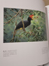 中國國家地理鳥類星球 鳥類科普攝影作品畫冊 蒂姆·拉曼著 曬單實拍圖