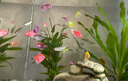 趣洋彩裙魚(yú)飼料天使魚(yú)魚(yú)食七彩魚(yú)小型熱帶魚(yú)觀(guān)賞魚(yú)小顆粒家用魚(yú)糧 【上浮0.3mm】增體增色（2-4cm食用） 【200g】天使魚(yú)專(zhuān)用糧 曬單實(shí)拍圖