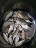 川澤HB浮漂高靈敏野釣鯽魚漂超醒目加粗納米漂專用釣魚浮漂 HB01細(xì)尾淺水漂鉛1.4-1.8g 1號- 曬單實(shí)拍圖