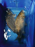 穿透王新品口水劑K10釣魚小藥鯽鯉草鳊魚誘魚劑黑坑四大金剛魚餌添加劑 口水劑收官之作-K10 曬單實(shí)拍圖