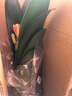 仟草集精品盆栽綠植室內(nèi)君子蘭觀葉植物桌面辦公桌君子蘭大苗當(dāng)年開花 11-12葉 曬單實(shí)拍圖