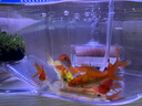 瘋狂水草電動(dòng)水妖精圓形小型魚(yú)缸過(guò)濾器循環(huán)泵三合一迷你過(guò)濾增氧一體靜音 白色迷你水妖精【帶氣泵-過(guò)濾培菌套餐】 曬單實(shí)拍圖