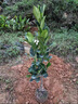菠蘿蜜樹(shù)苗樹(shù)苗四季肉干包盆栽地栽帶土帶葉泰國8號紅肉南方種植 泰國12號菠蘿蜜 三年苗 曬單實(shí)拍圖