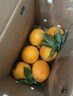 雷波臍橙【順豐】四川大涼山純甜無(wú)酸當季橙子水果 5斤金鉆果 約7個(gè) 精選果 曬單實(shí)拍圖