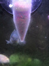比普樂(lè )喂魚(yú)神器自動(dòng)喂食器豐年蝦卵幼蟲(chóng)成蟲(chóng)冷凍收集管小型觀(guān)賞魚(yú)喂食 【豐年蝦喂食器-兩個(gè)裝】 【直接吸附在魚(yú)缸內壁即可】 曬單實(shí)拍圖