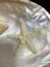 天然海螺貝殼 海星寶螺魚缸水族箱地臺(tái)造景兒童海洋科普禮物擺件 天然海星一個(gè) 曬單實(shí)拍圖