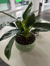 開(kāi)時(shí)果 大盆金鉆綠公主盆栽 水培綠植室內好養大葉綠蘿植物源頭直發(fā)包郵 【約25-35cm】精品A級金鉆+梅青618瓷盆 曬單實(shí)拍圖