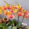 蝴蝶蘭花苗帶花劍盆栽蘭花大苗客廳室內(nèi)植物花卉四季好養(yǎng)活不帶花 橙心美人 5年帶花劍發(fā)貨 曬單實拍圖