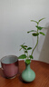 美濃燒（Mino Yaki）日本進(jìn)口釉下彩繩紋茶杯高級簡約陶瓷家用功夫茶茶具 黛粉 曬單實拍圖