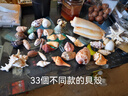 曦凰天然貝殼海螺殼海星珊瑚石兒童玩具裝飾擺件DIY卷貝魚寄居蟹 32個海螺不重復(3-12cm) 曬單實拍圖