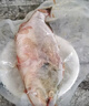 云映漁舟微山湖生態(tài)淡水鱸魚新鮮活魚現(xiàn)殺花鱸魚鱸子生鮮清蒸河魚順豐水產(chǎn) 1.5斤/條淡水鱸魚 凈膛宰殺后損耗15％ 曬單實拍圖