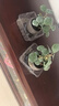 花行榜菩提樹(shù)盆栽帶果中式禪意盆景 小盼菩提+舍得盆+底座+苔蘚源頭直發(fā) 曬單實(shí)拍圖