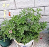 驅(qū)蚊草盆栽植物薄荷室內(nèi)綠植祛蚊種籽子庭院香葉天竺葵開(kāi)花防蚊蟲(chóng) 驅(qū)蚊驅(qū)蚊草1盆原土無(wú)盆送肥料 曬單實(shí)拍圖