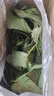 四川新鮮藿香葉魚(yú)香葉 露天現(xiàn)摘魚(yú)香菜藿香苗草 泡茶做菜霍香葉子 綠色 藿香純?nèi)~子嫩尖250g 曬單實(shí)拍圖