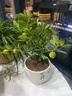 臨雅四季脆皮金桔樹(shù)盆栽室內客廳帶果可食用新中式禪意盆景花卉綠植物 【帶果】四季金桔樹(shù)+堅持盆 曬單實(shí)拍圖