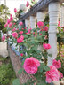臨雅【1米6大苗】薔薇花苗藤本月季特大花爬藤植物四季開花卉盆栽玫瑰 【花期帶花發(fā)貨】大游行高1米6 曬單實拍圖