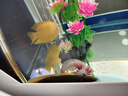 澤馭名寵【包活】六角恐龍魚6角蠑螈養(yǎng)不死無需打氧好養(yǎng)耐活冷水魚觀賞魚 13-14cm+魚食大個(gè)成年 白龍1條+金龍1條+墨龍1條 曬單實(shí)拍圖