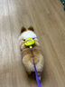 TOUCHDOG它它狗狗牽引繩胸背帶背心衣服帶包中小型犬遛狗繩牽狗 草綠 L碼【建議17-30斤】 曬單實拍圖