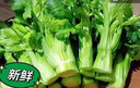 【順豐到家】云南高原水果清芹生吃新鮮水果芹菜西芹當季蔬菜現(xiàn)采 1500g-胖東來同款 曬單實拍圖