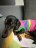 MIKI PAD狗狗衣服春秋條紋針織背心貓咪衣服小型犬夏天透氣比熊泰迪雪納瑞 彩虹條紋毛衣 M 胸圍38cm(參考體重7-10斤) 曬單實拍圖