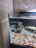 捷寶Jebao捷寶dmp魚(yú)缸造浪泵缸外供電海缸智能沖浪泵底吹環(huán)流變頻藍牙 8W【缸外供電+干濕分離】50CM以下魚(yú)缸 曬單實(shí)拍圖