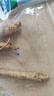 花支蕊人參活苗盆栽人參苗帶土長(cháng)白山人參苗子種植帶盆種苗野山參幼苗 5g 2顆3至4年人參苗帶土 曬單實(shí)拍圖