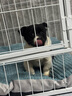 麥基樂純種邊牧幼犬邊境牧羊犬七白三通隕石邊牧犬黑白金邊中型犬寵物狗 寵物級 邊牧 公母備注 曬單實拍圖