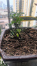 歐芽小葉紫檀盆景樹(shù)苗紫檀樹(shù)樁室內陽(yáng)臺盆栽花卉綠植植物z6 樁形 高30厘米 一盆3棵 曬單實(shí)拍圖