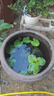 采緹（CAITI）水碗蓮一葉蓮 帶花苞睡蓮荷花大號小葉迷你水生家用睡蓮碗蓮花 中葉8-12公分5片 不含盆 曬單實(shí)拍圖