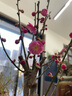 旺之春紅梅濃香型臘梅花樹苗室內(nèi)盆栽紅梅花苗綠梅花苗臘梅冬季花卉植物 5年紅梅（當(dāng)年開花） 曬單實拍圖